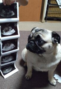 妊娠している愛犬、写真を見ている
