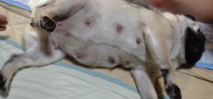 大分大きなお腹